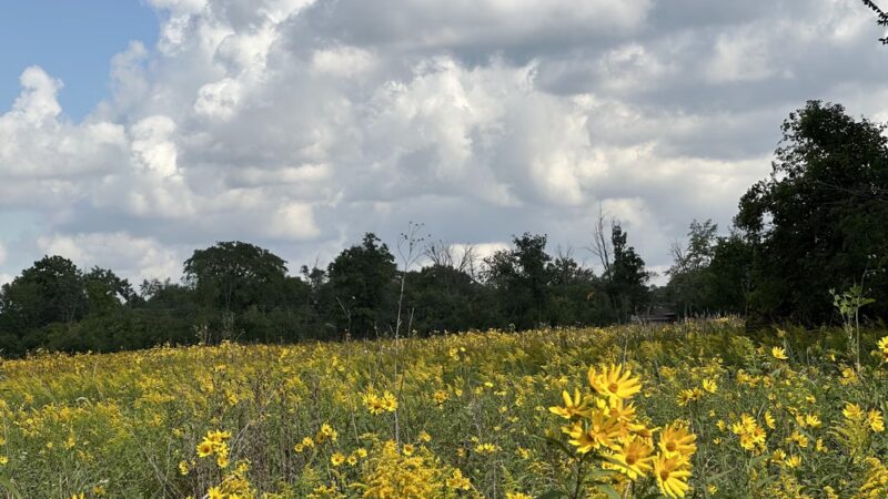 Brookfield Woods - Brookfield, IL