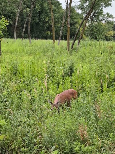 Brookfield Woods - Brookfield, IL