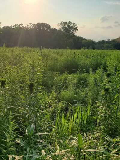 Brookfield Woods - Brookfield, IL