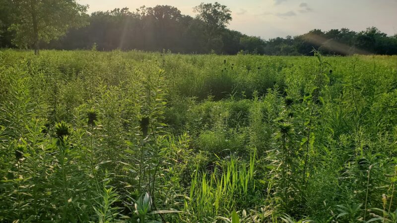 Brookfield Woods - Brookfield, IL