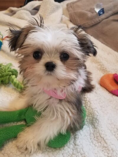 Doggie Paradise - Brookfield, IL