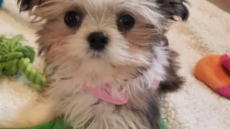 Doggie Paradise - Brookfield, IL