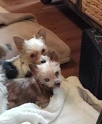 Doggie Paradise - Brookfield, IL