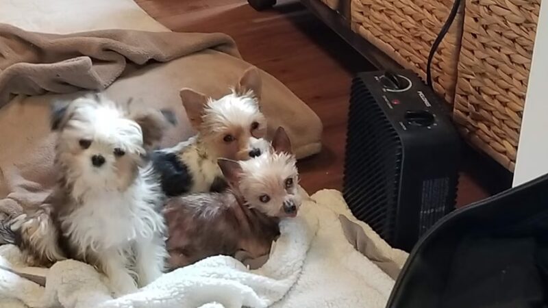 Doggie Paradise - Brookfield, IL