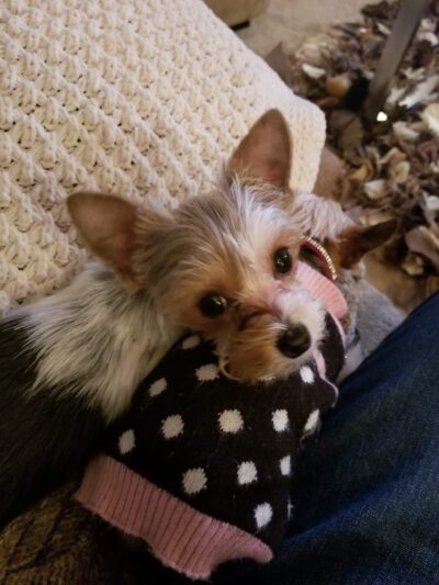 Doggie Paradise - Brookfield, IL