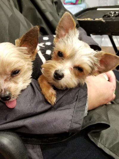 Doggie Paradise - Brookfield, IL