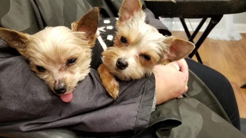 Doggie Paradise - Brookfield, IL