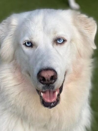 Puppy Haven - Brookhaven - Brookhaven, GA