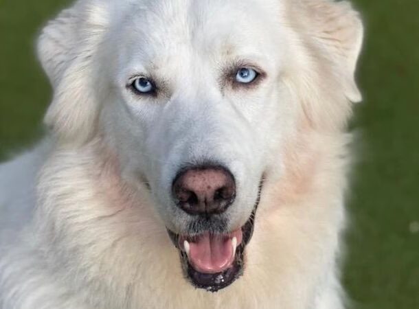 Puppy Haven - Brookhaven - Brookhaven, GA