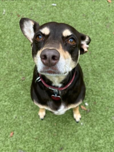 Puppy Haven - Brookhaven - Brookhaven, GA