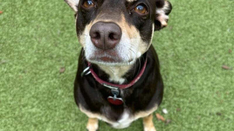 Puppy Haven - Brookhaven - Brookhaven, GA