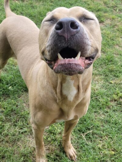 Puppy Haven - Brookhaven - Brookhaven, GA