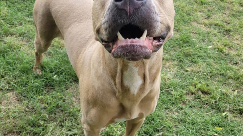 Puppy Haven - Brookhaven - Brookhaven, GA