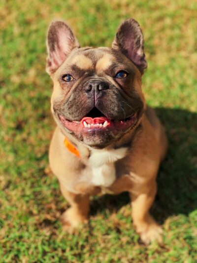 Puppy Haven - Brookhaven - Brookhaven, GA