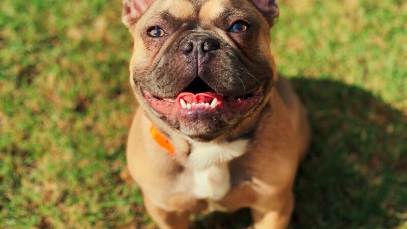 Puppy Haven - Brookhaven - Brookhaven, GA