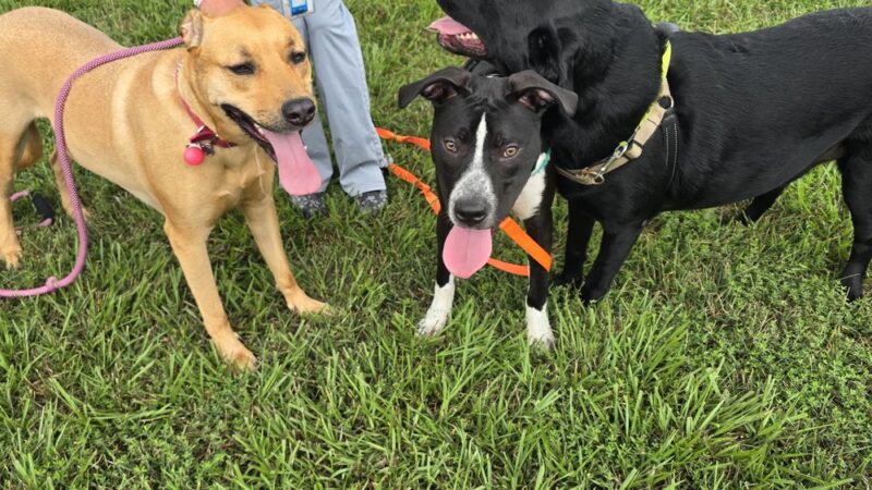 Brookhaven Memorial Park - Brookhaven, PA