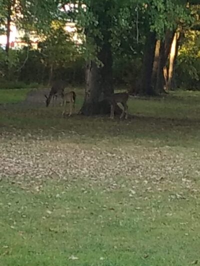 Eaton Park - Brookhaven, PA