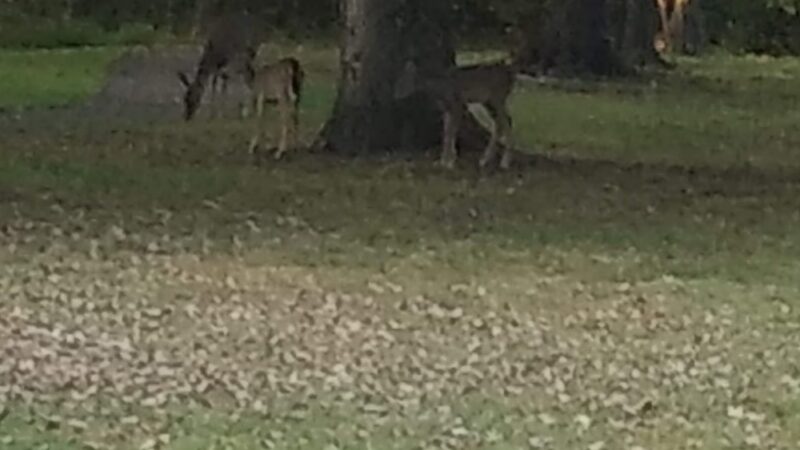 Eaton Park - Brookhaven, PA