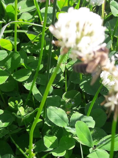 Sommerville Park - Brookhaven, PA