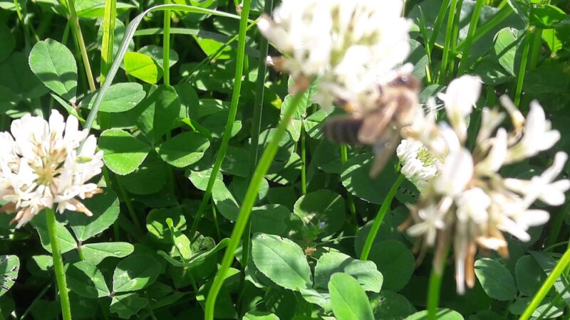 Sommerville Park - Brookhaven, PA