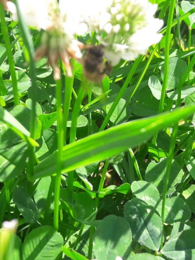 Sommerville Park - Brookhaven, PA