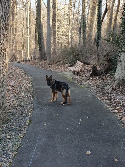 Woodlot Park - Brookhaven, PA