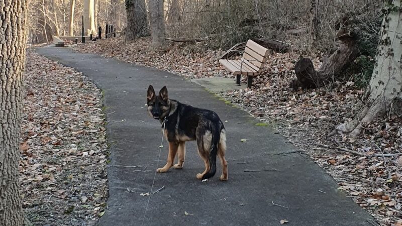 Woodlot Park - Brookhaven, PA