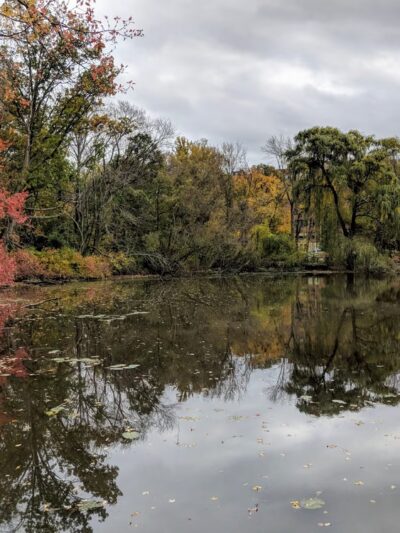 Hall's Pond Sanctuary - Brookline, MA