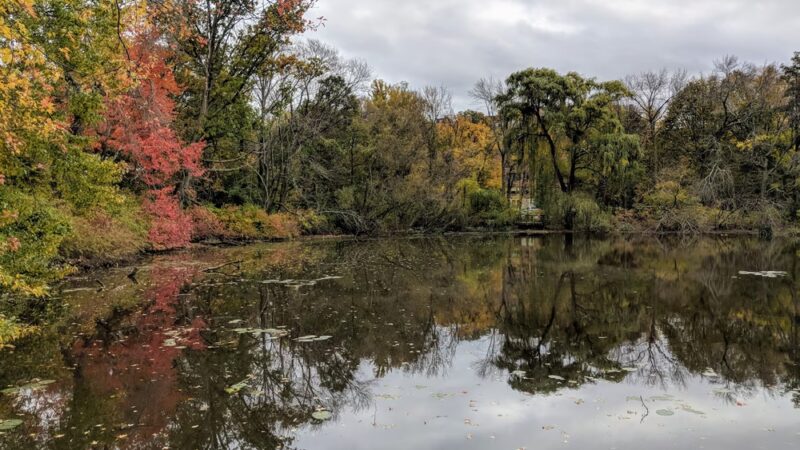 Hall's Pond Sanctuary - Brookline, MA
