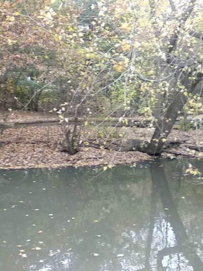 Hall's Pond Sanctuary - Brookline, MA