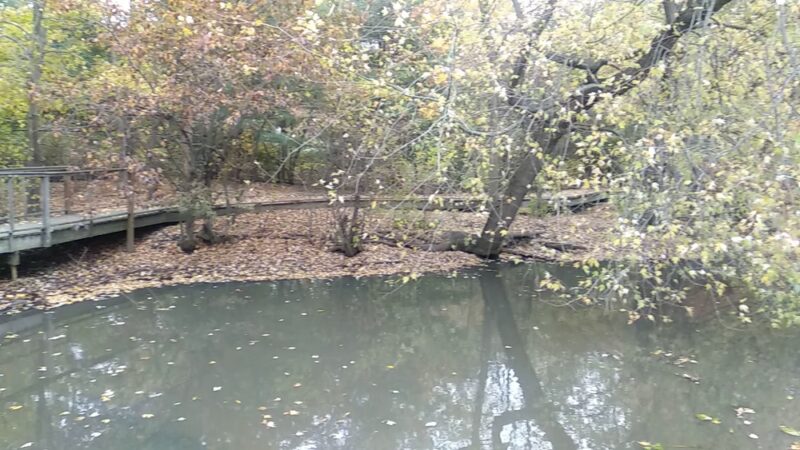 Hall's Pond Sanctuary - Brookline, MA