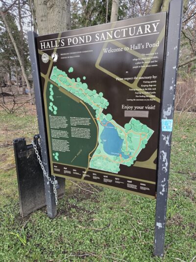 Hall's Pond Sanctuary - Brookline, MA