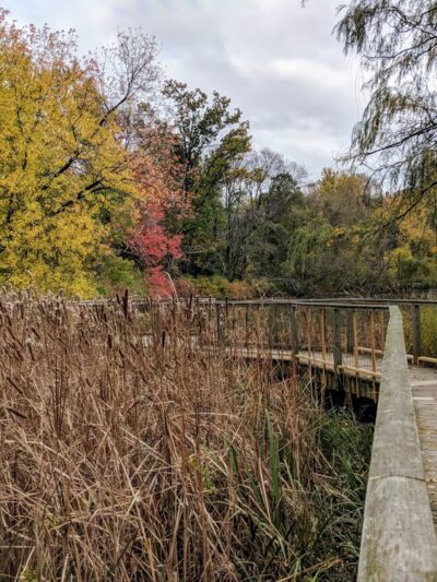 Hall's Pond Sanctuary - Brookline, MA