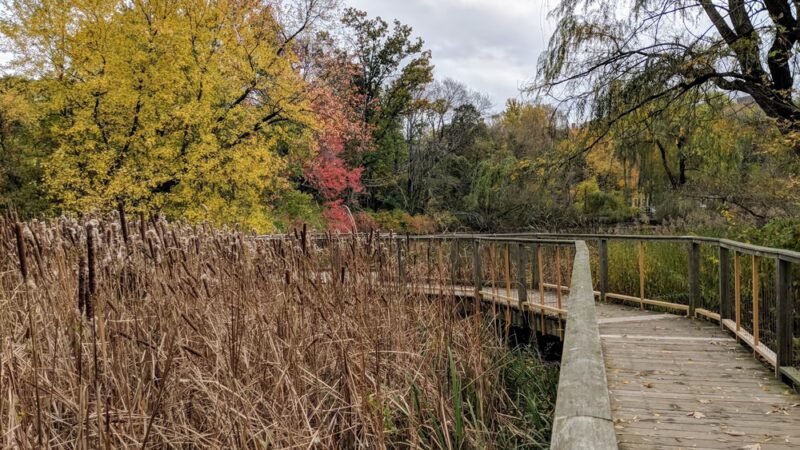 Hall's Pond Sanctuary - Brookline, MA