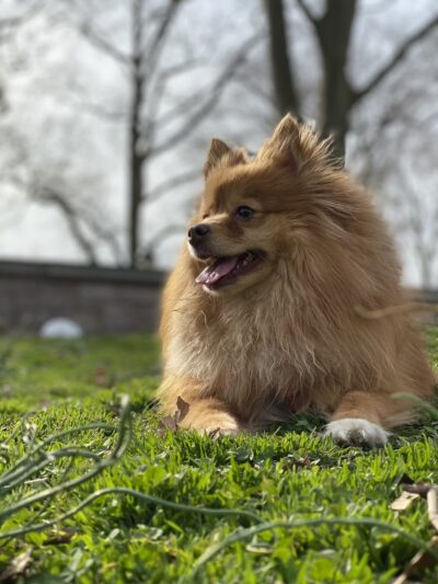 Happy Paws Dog Walking in Brooklyn - Brooklyn, NY