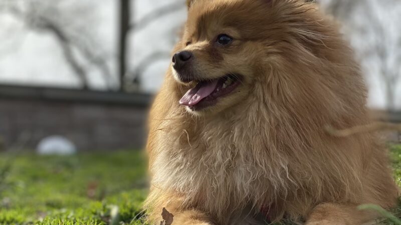 Happy Paws Dog Walking in Brooklyn - Brooklyn, NY