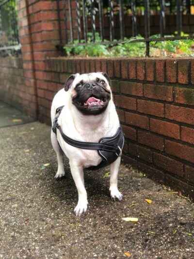 Happy Paws Dog Walking in Brooklyn - Brooklyn, NY