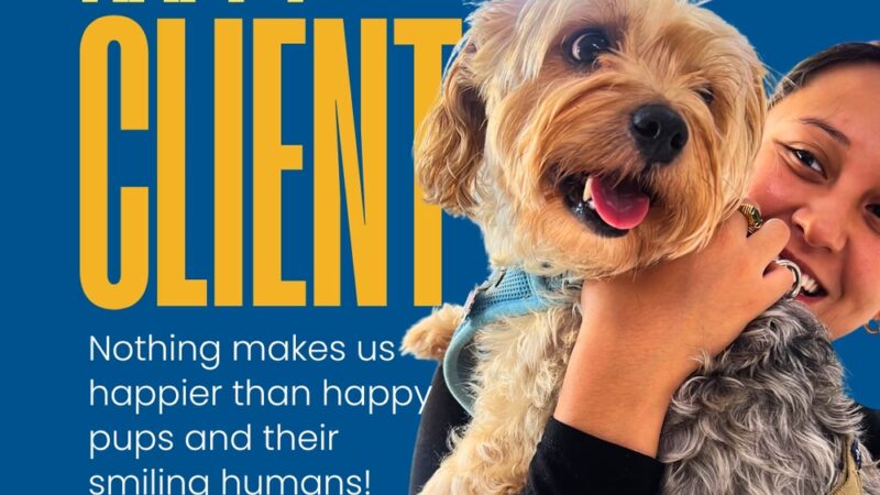 Homedoggy 2 - Brooklyn, NY