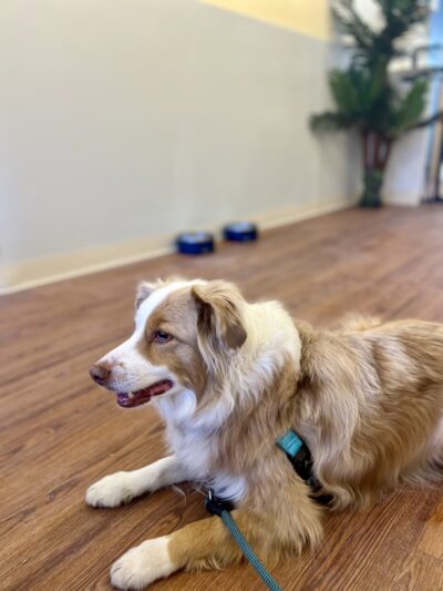 Homedoggy 2 - Brooklyn, NY