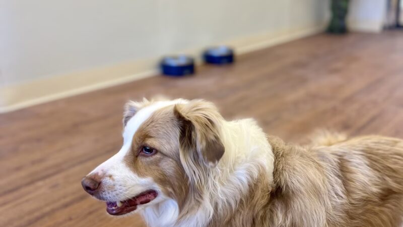 Homedoggy 2 - Brooklyn, NY