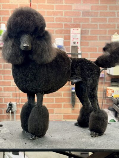 Homedoggy 2 - Brooklyn, NY