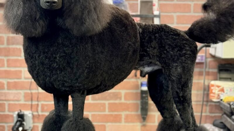 Homedoggy 2 - Brooklyn, NY