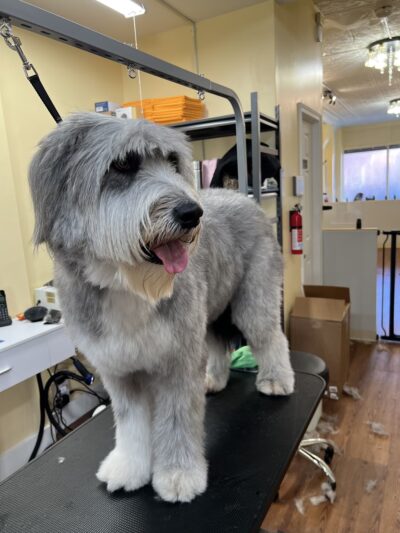 Homedoggy 2 - Brooklyn, NY