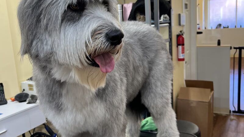 Homedoggy 2 - Brooklyn, NY