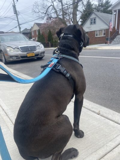 In Home Pet Services of Marine Park - Brooklyn, NY