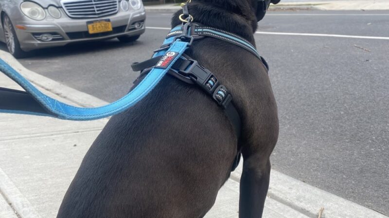 In Home Pet Services of Marine Park - Brooklyn, NY