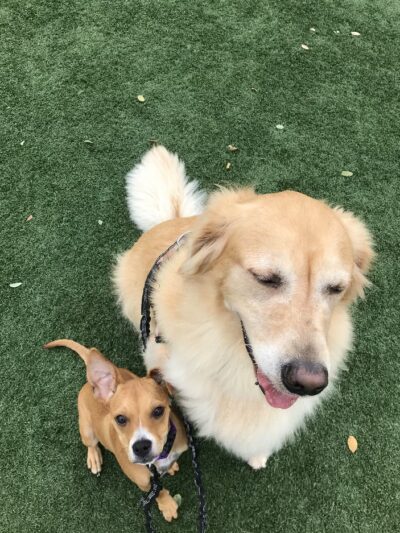 In Home Pet Services of Marine Park - Brooklyn, NY
