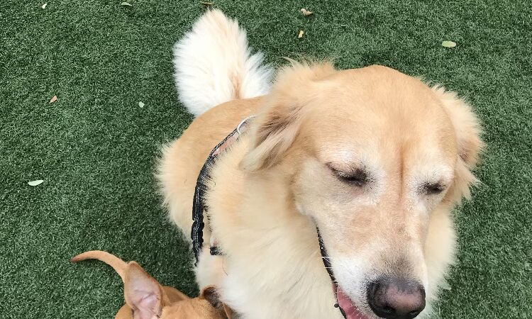 In Home Pet Services of Marine Park - Brooklyn, NY
