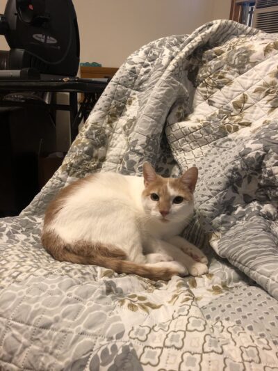 In Home Pet Services of Marine Park - Brooklyn, NY