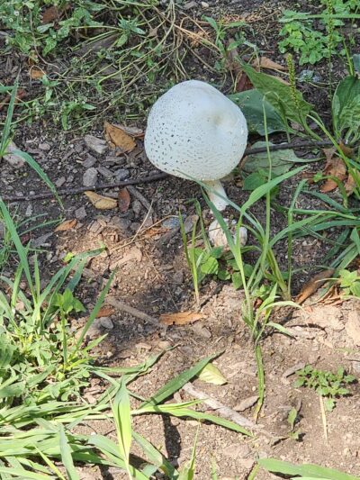 Prospect Plaza Park - Brooklyn, NY